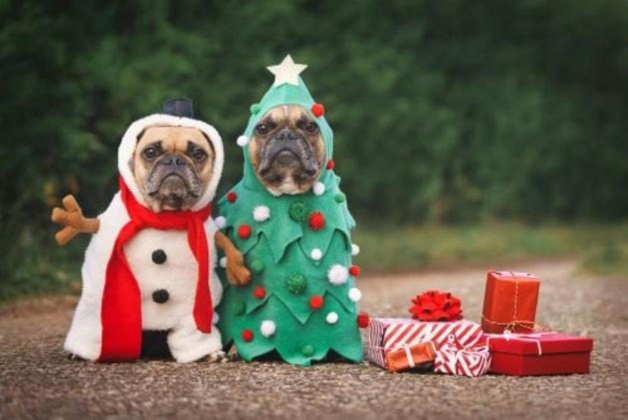 Christmas-Photo — pet