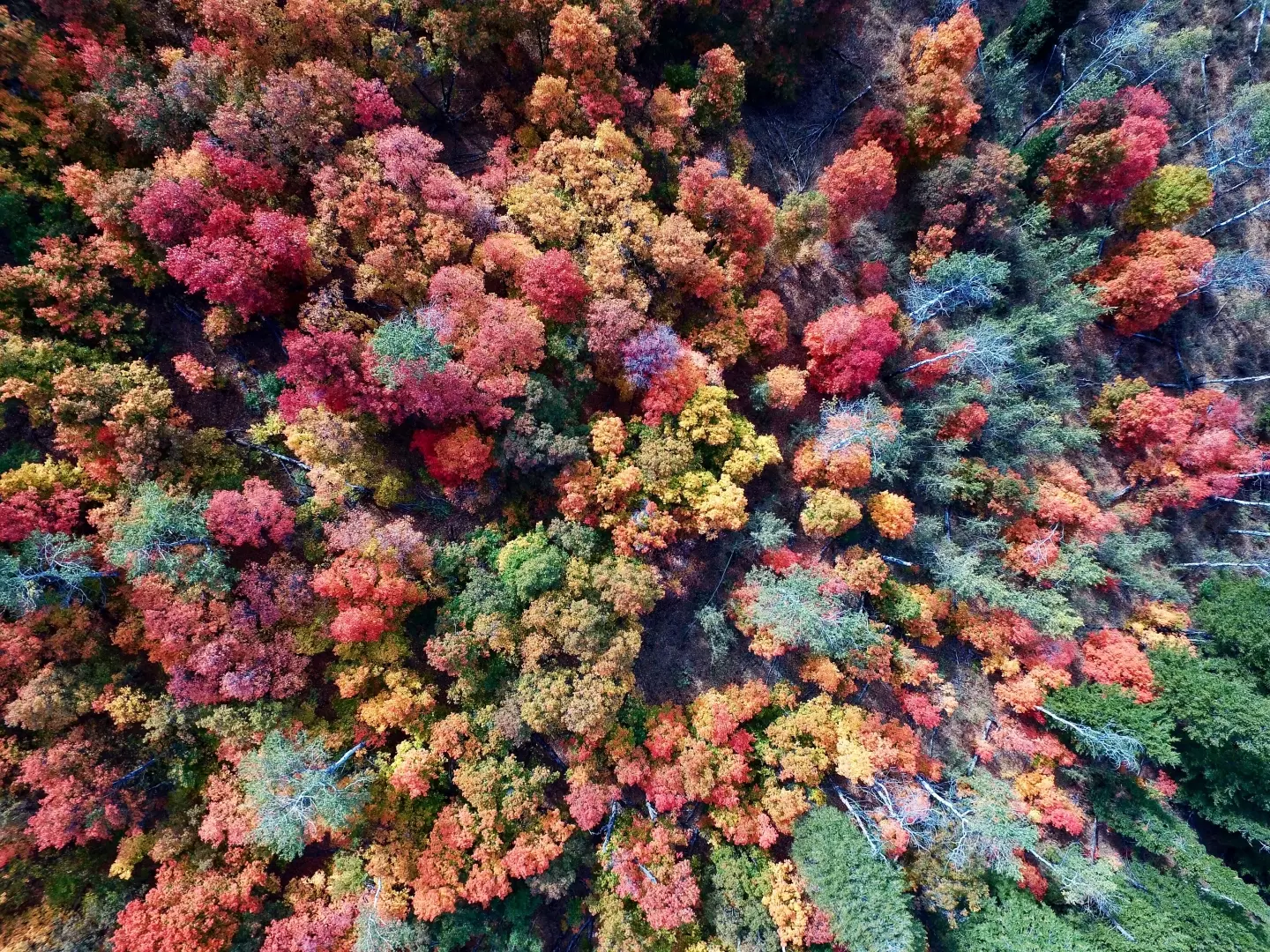 Aerial Photographer